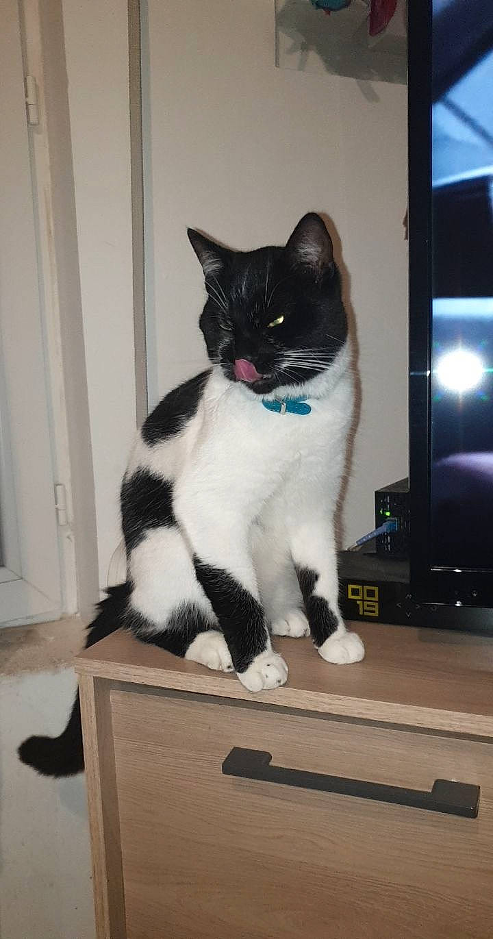 Junior participe au concours pour gagner de l'argent avec cette photo : box, carnivore, cat, domestic_short_haired_cat, european_shorthair, felidae, fur, japanese_bobtail, kitten, mammal, polydactyl_cat, small_to_medium_sized_cats, tail, whiskers