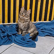 Bluey a rejoint le concours — aidez-le/la à gagner de superbes lots ! kitten, cat, tabby, blue_blanket, floor, tile_floor, radiator, yellow, black, striped, fur, pet, indoor, cute, small, curious, animal, sitting, cozy, domestic