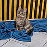 animal, black, blue_blanket, cat, cozy, curious, cute, domestic, floor, fur, indoor, kitten, pet, radiator, sitting, small, striped, tabby, tile_floor, yellow