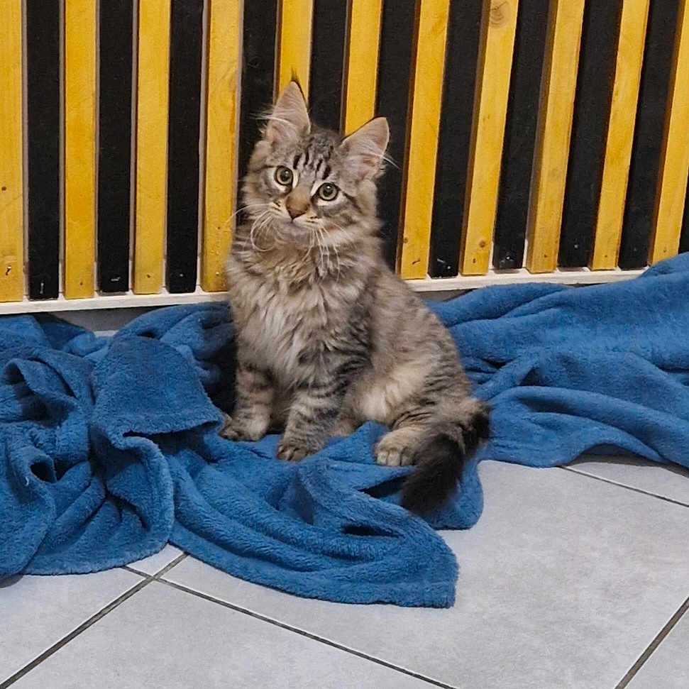 Bluey a rejoint le concours — aidez-le/la à gagner de superbes lots ! kitten, cat, tabby, blue_blanket, floor, tile_floor, radiator, yellow, black, striped, fur, pet, indoor, cute, small, curious, animal, sitting, cozy, domestic