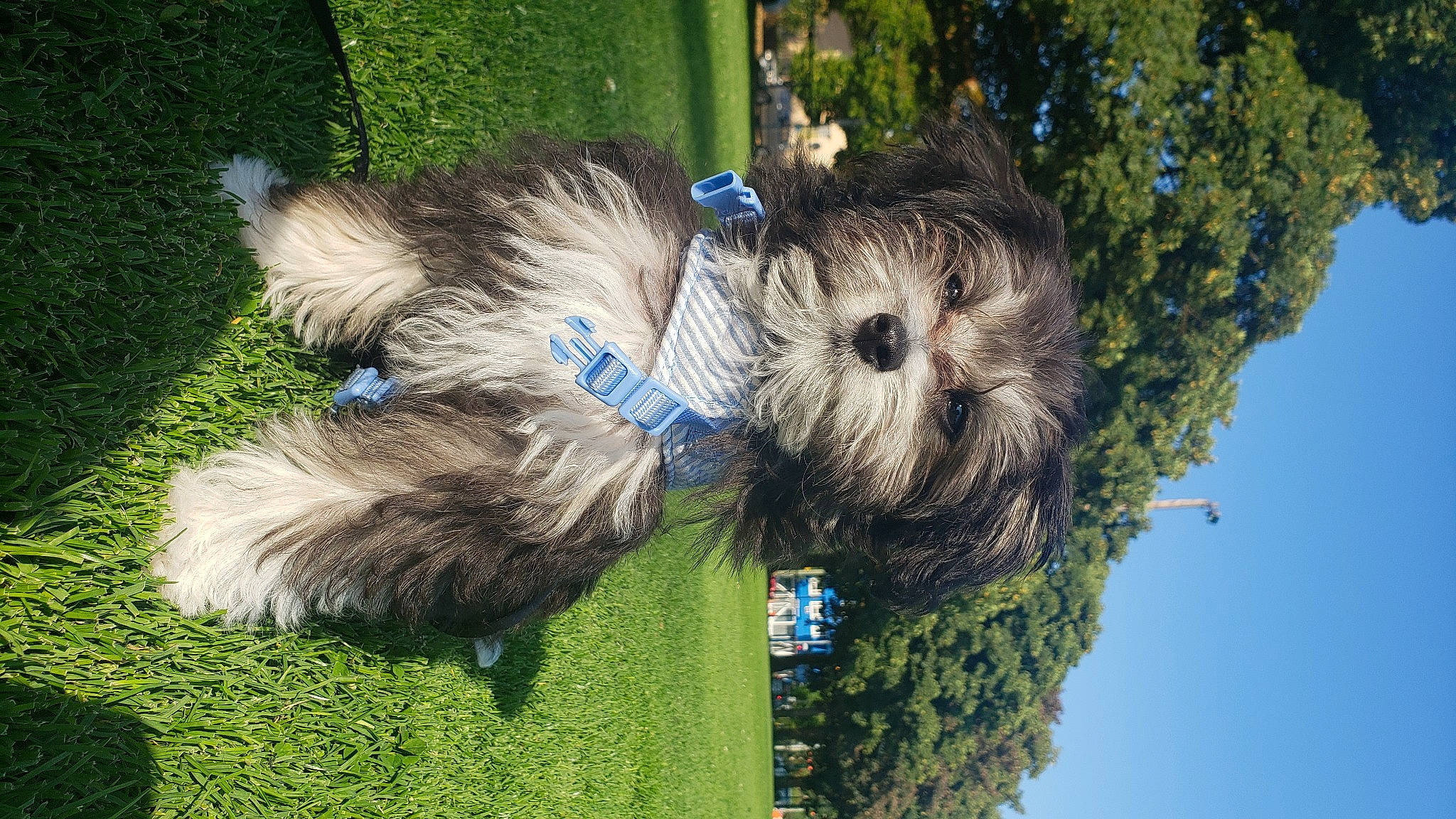 Baylie joined the competition — help win amazing prizes! carnivore, collar, companion_dog, dog, dog_breed, dog_collar, dog_supply, electric_blue, fur, grass, sky, small_terrier, snout, sporting_group, tail, terrier, toy, toy_dog, tree, working_animal