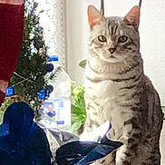 Whiskas participe au concours pour gagner de l'argent avec cette photo : cat, tabby_cat, flower, orchid, plant, indoor, window, curtain, table, wooden_surface, decor, potted_plant, pet, animal, feline, sitting, natural_light, leaf, houseplant, still_life