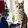 Whiskas
