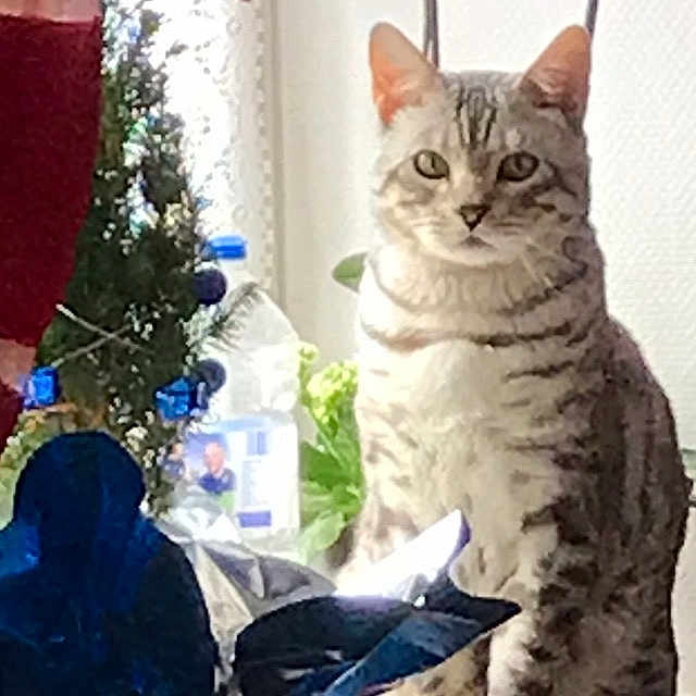 Whiskas