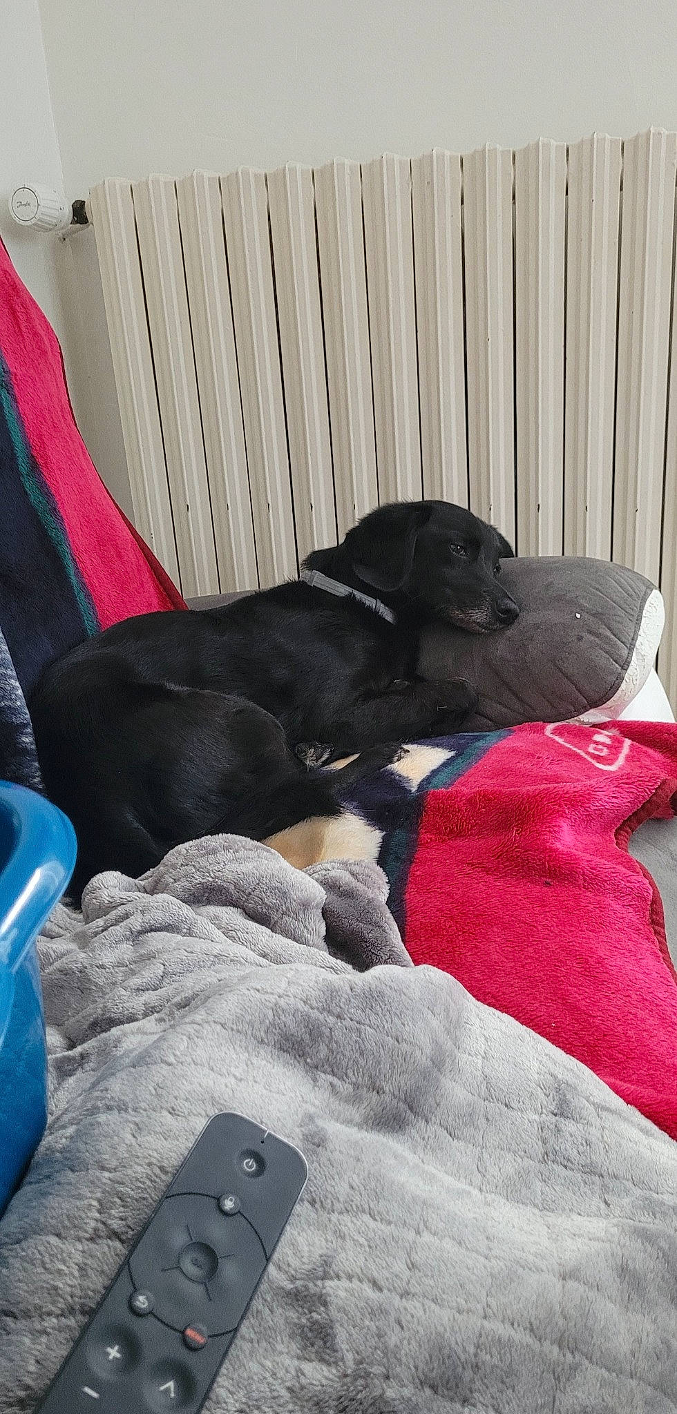 Tomy participe au concours pour gagner de l'argent avec cette photo : bedding, canidae, carmine, carnivore, comfort, communication_device, companion_dog, dog, dog_breed, dog_supply, guard_dog, linens, magenta, mobile_phone, nap, portable_communications_device, room, sporting_group, tints_and_shades, working_animal