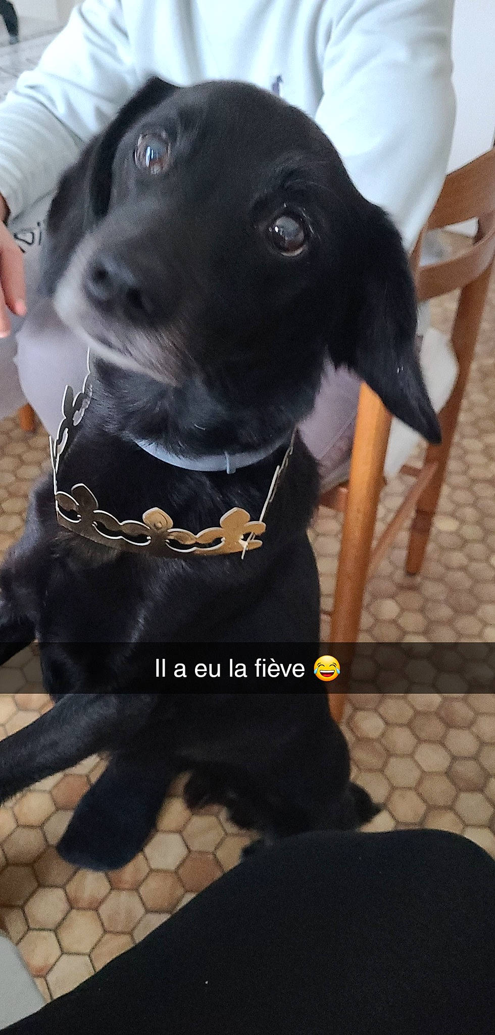 Tomy participe au concours pour gagner de l'argent avec cette photo : bow_tie, carnivore, collar, companion_dog, dog, dog_breed, dog_clothes, dog_collar, dog_supply, fashion_accessory, fawn, fur, leash, personal_protective_equipment, pet_supply, sleeve, snout, tie, whiskers, working_animal