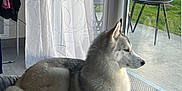 Velma participe au concours pour gagner de l'argent avec cette photo : animal, architecture, blanket, building, canine, chair, clothing, dog, eskimodog, footwear, furniture, homedecor, husky, linen, outdoors, pet, puppy, shelter, shoe, whitedog
