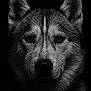 Velma a rejoint le concours — aidez-le/la à gagner de superbes lots ! animal, black_and_white, canine, close_up, dark_background, dog, ears, eyes, face, fur, husky, intense_gaze, mammal, monochrome, nature, outdoor, pet, portrait, water_droplets, wet_fur
