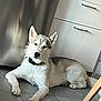 Velma participe au concours pour gagner de l'argent avec cette photo : animal, appliance, cabinet, calm, canine, collar, dog, domestic, floor, fur, gray, husky, indoor, kitchen, paw, pet, quiet, resting, tile, white