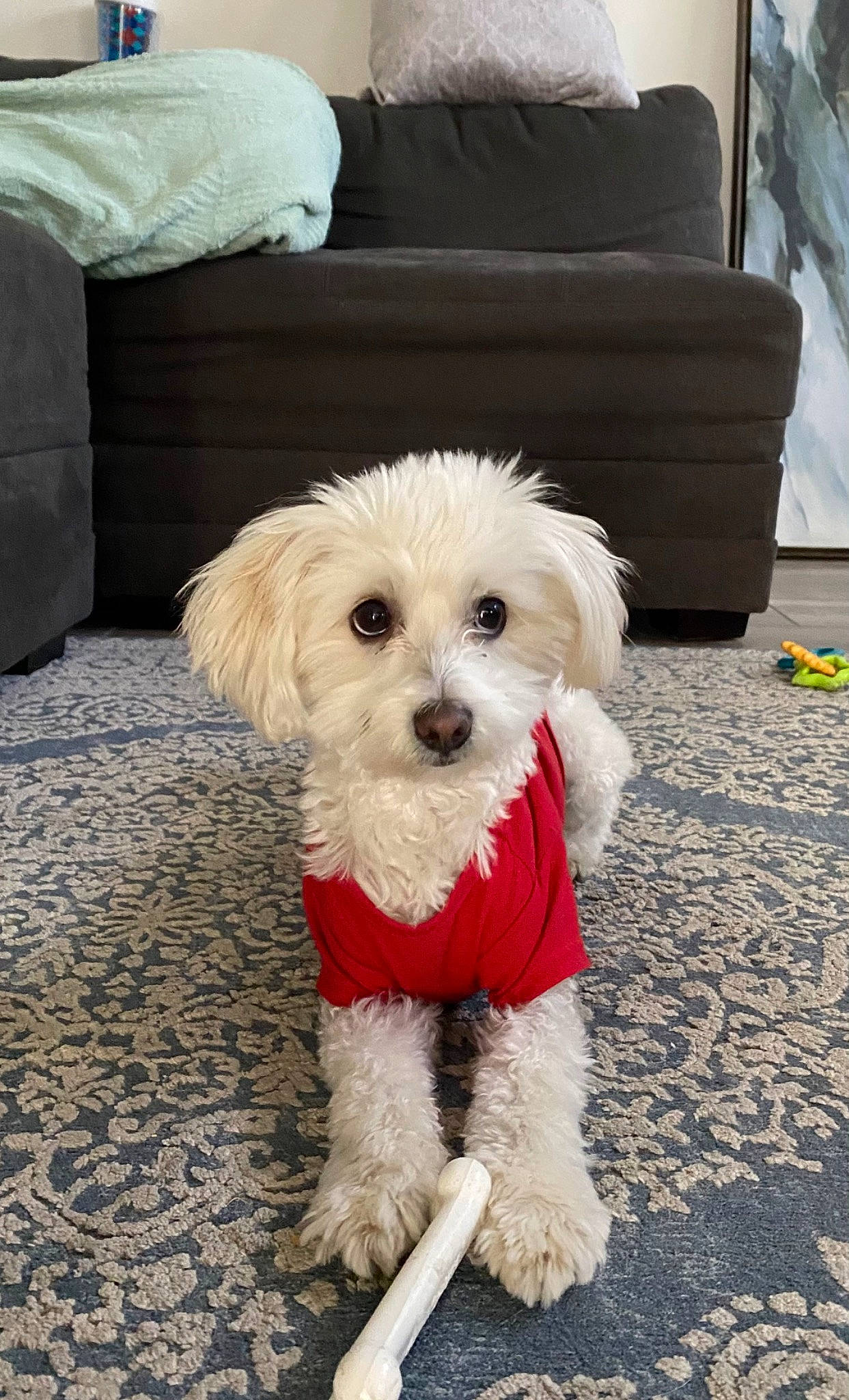 Charlie joined the competition — help win amazing prizes! carnivore, collar, companion_dog, dog, dog_breed, dog_clothes, dog_collar, dog_supply, fashion_accessory, flooring, fur, labradoodle, puppy_love, shih_poo, small_terrier, snout, sporting_group, terrier, toy_dog, working_animal