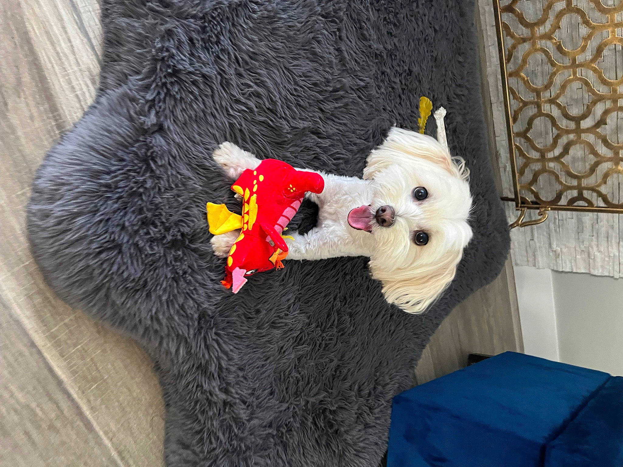 Charlie is registered to the contest to win money with this photo: carmine, cut_flowers, doll, door, dress, event, fashion_accessory, floral_design, flower_arranging, fur, linens, plant, plush, room, stuffed_toy, toy, tradition, tree, wood, wool