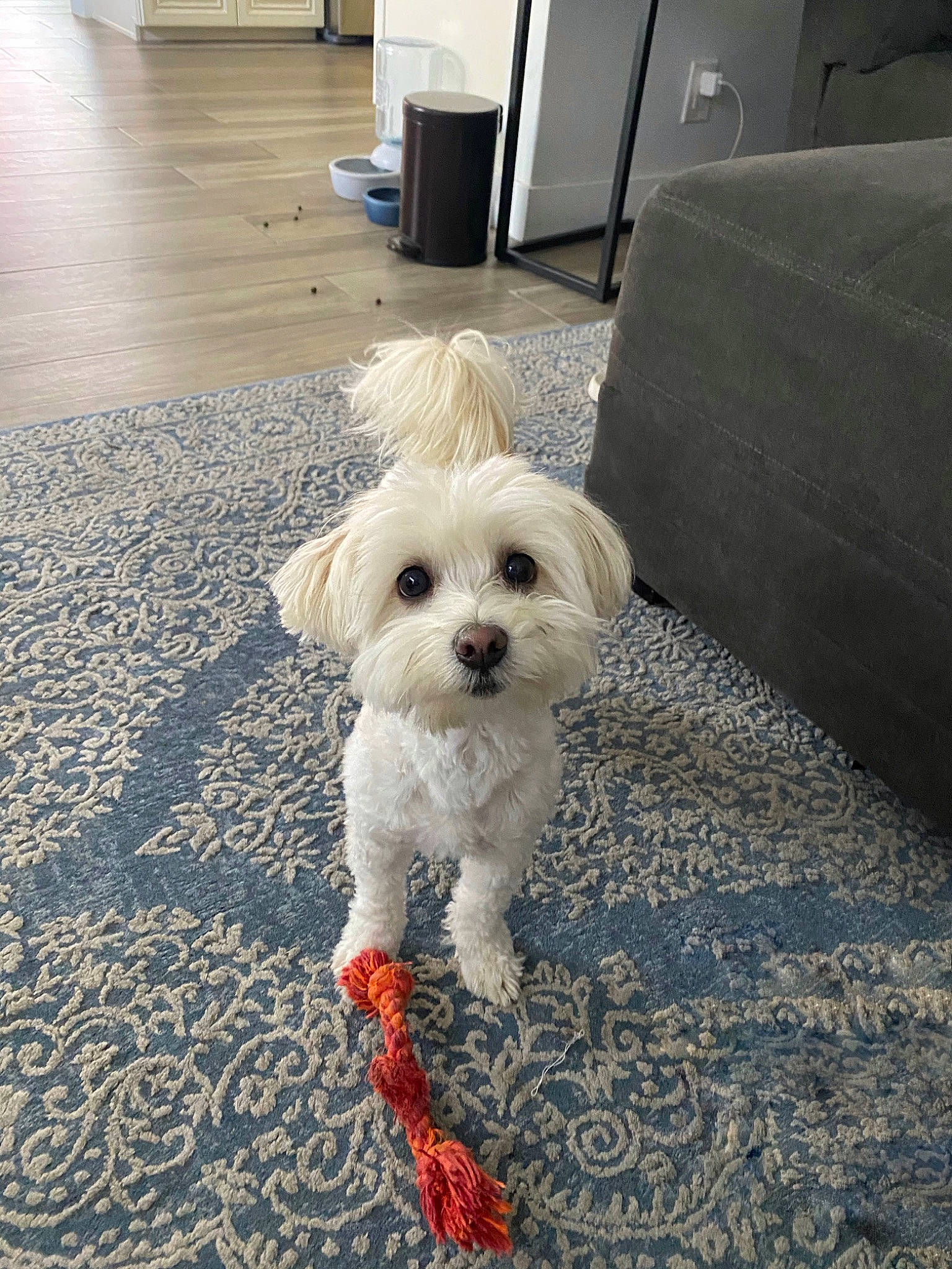 Charlie joined the competition — help win amazing prizes! canidae, carnivore, collar, companion_dog, dog, dog_breed, dog_clothes, dog_collar, dog_supply, flooring, fur, labradoodle, road_surface, shih_poo, small_terrier, sporting_group, sunglasses, terrier, toy_dog, working_animal