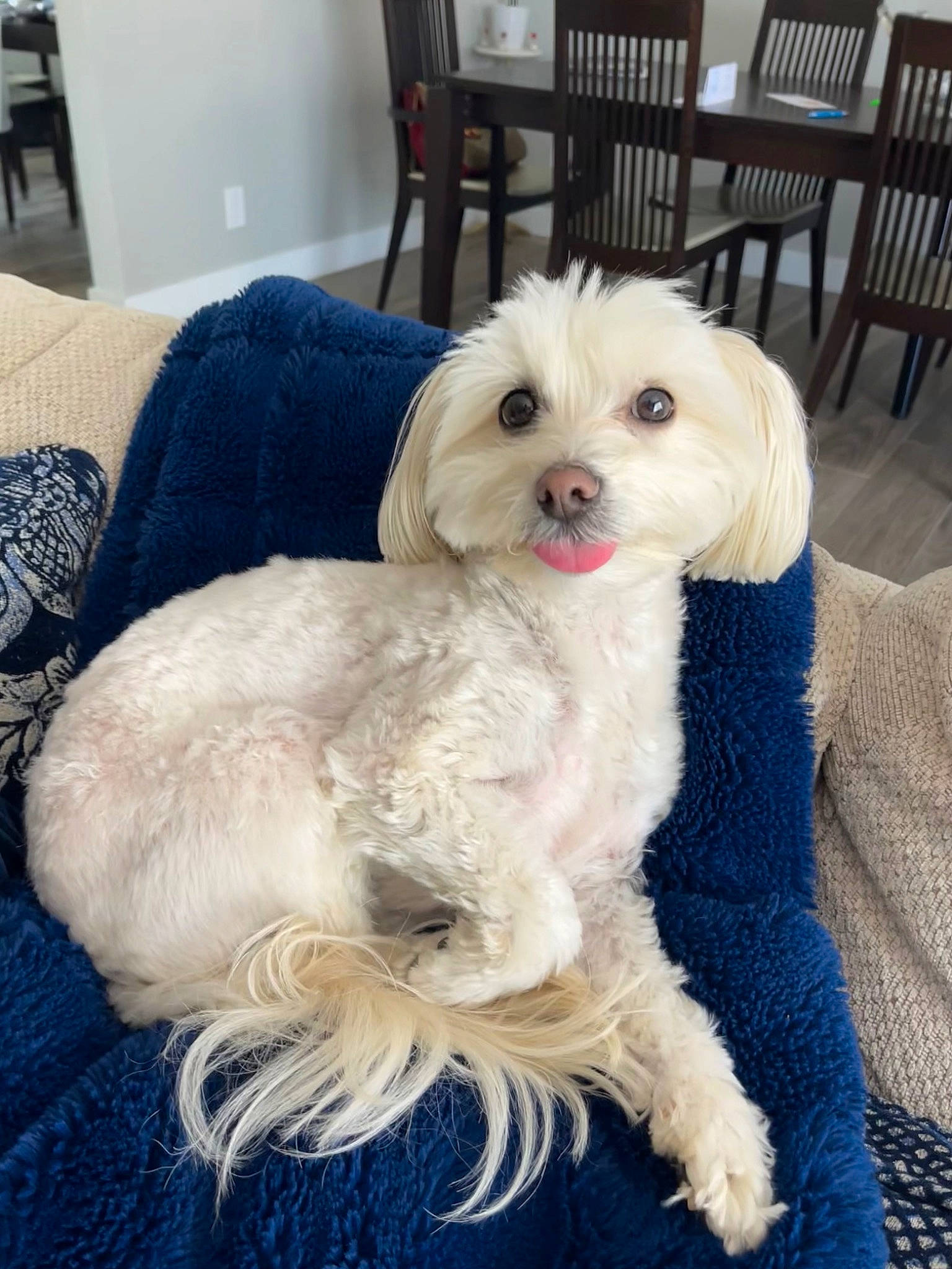 Charlie joined the competition — help win amazing prizes! canidae, carnivore, chair, collar, companion_dog, dog, dog_breed, dog_collar, dog_supply, fur, labradoodle, puppy_love, shih_poo, small_terrier, snout, sporting_group, tail, terrier, toy_dog, working_animal