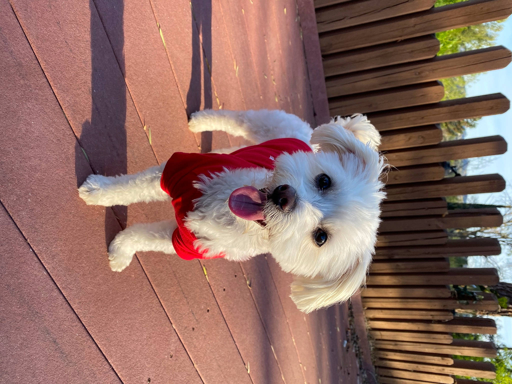 Charlie is registered to the contest to win money with this photo: canidae, carmine, carnivore, companion_dog, coquelicot, dog, dog_breed, eye, fawn, flooring, fur, hardwood, pattern, plant, snout, sporting_group, tail, toy, tree, wood