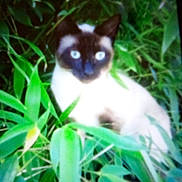 Lil Bit joined the competition — help win amazing prizes! animal, blue_eyes, blur, camouflage, cat, cute, feline, foliage, grass, greenery, leaves, mammal, mystery, nature, outdoor, pet, plants, resting, siamese_cat, wildlife