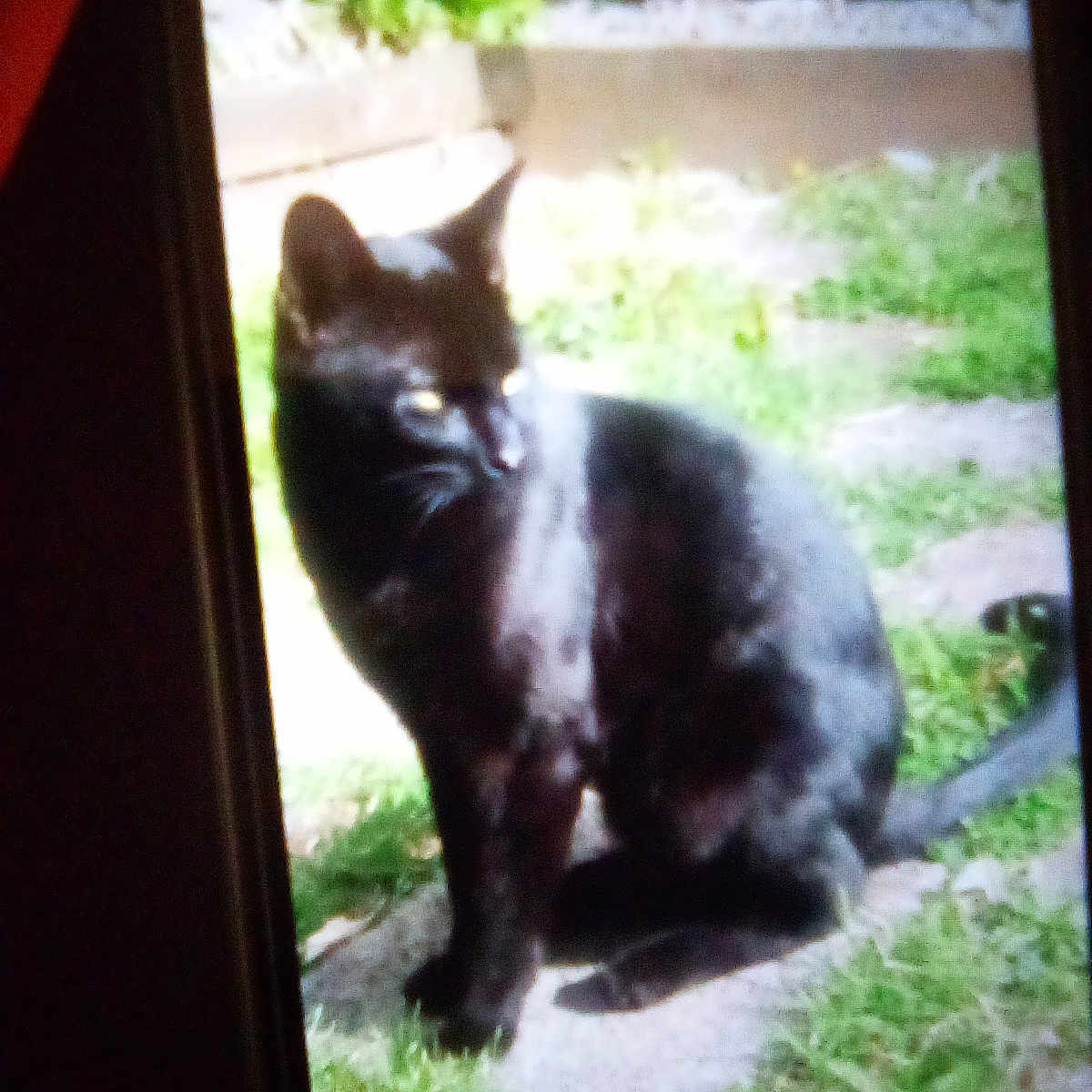 Sammy is registered to the contest to win money with this photo: animal, background, black_cat, cat, daylight, ears, feline, fur, garden, grass, greenery, nature, outdoor, pet, shadow, sitting, stone, sunlight, tail, whiskers