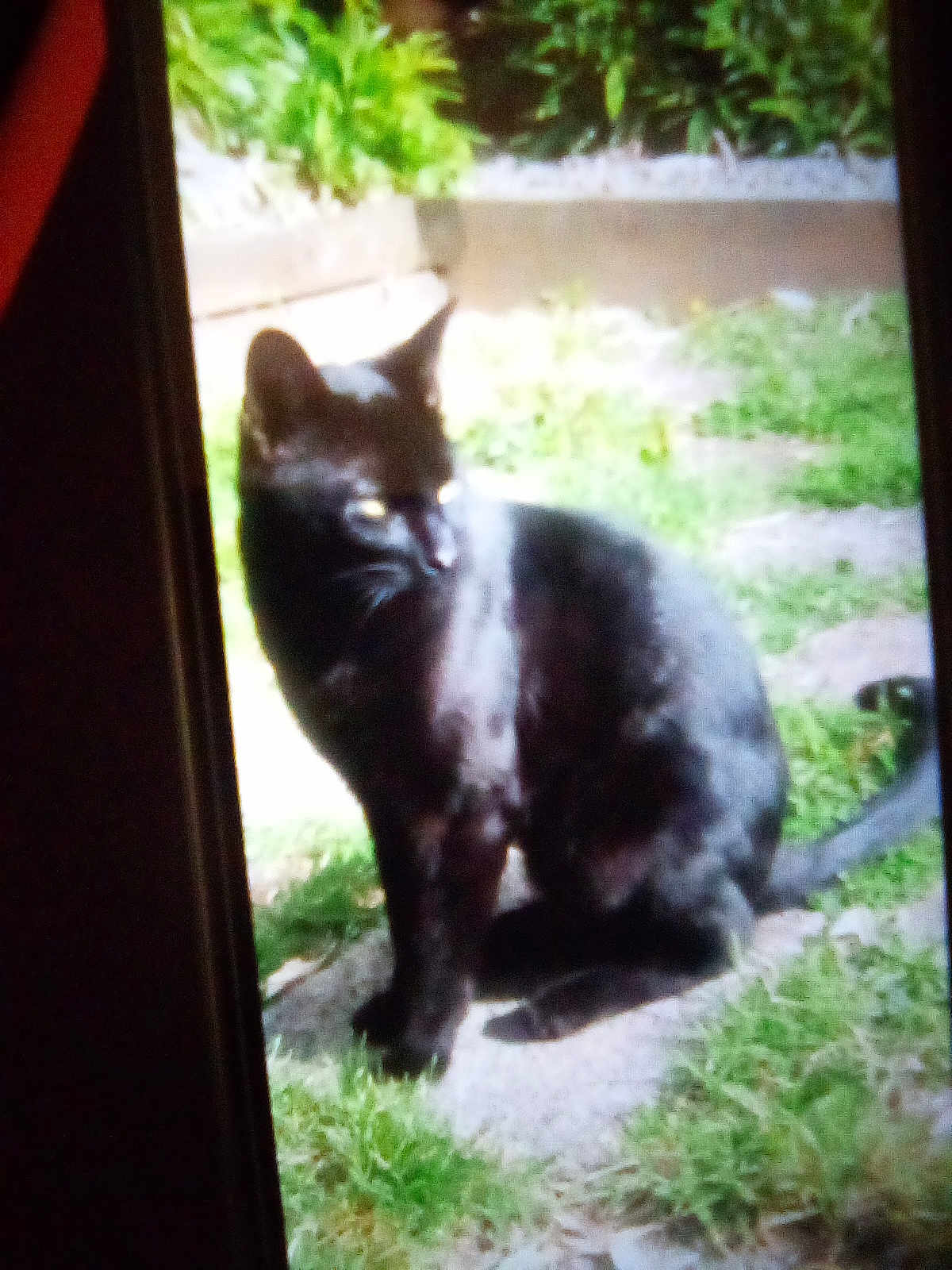 Sammy