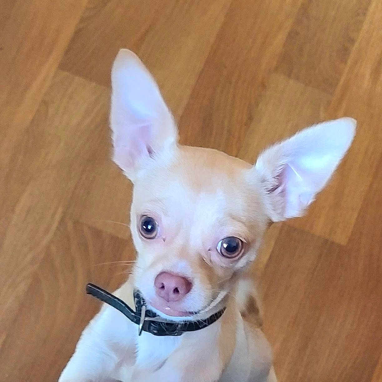 Tank is registered to the contest to win money with this photo: alert, animal, canine, chihuahua, close_up, collar, curious, cute, dog, domestic_dog, ears, indoor, light_brown, pet, portrait, small_dog, tan, white, wide_eyes, wooden_floor