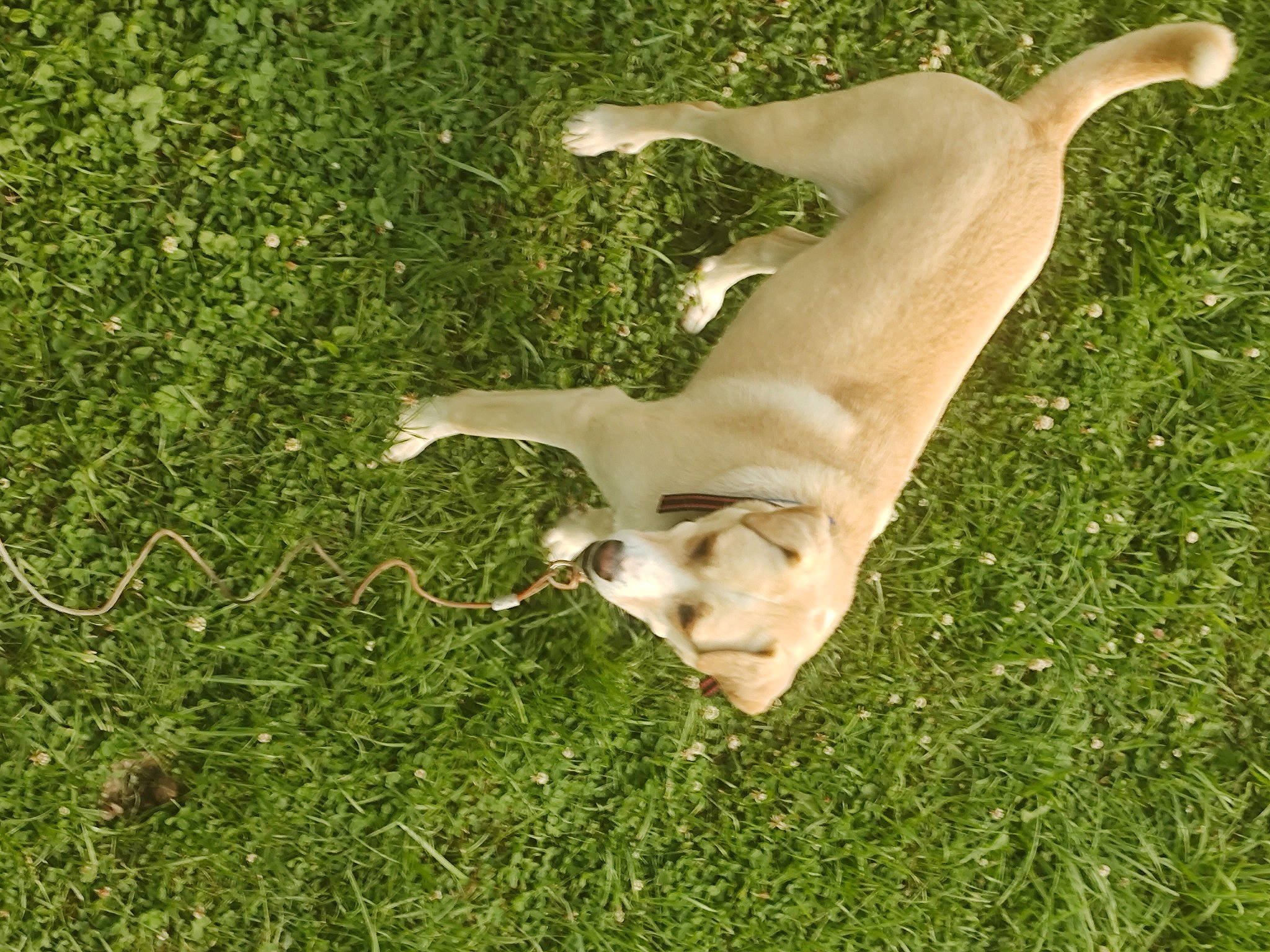 Bella is registered to the contest to win money with this photo: canidae, carnivore, companion_dog, deer, dog, dog_breed, fawn, grass, grass_family, grassland, groundcover, human_leg, meadow, pasture, plant, sculpture, sporting_group, tail, terrestrial_animal, wildlife