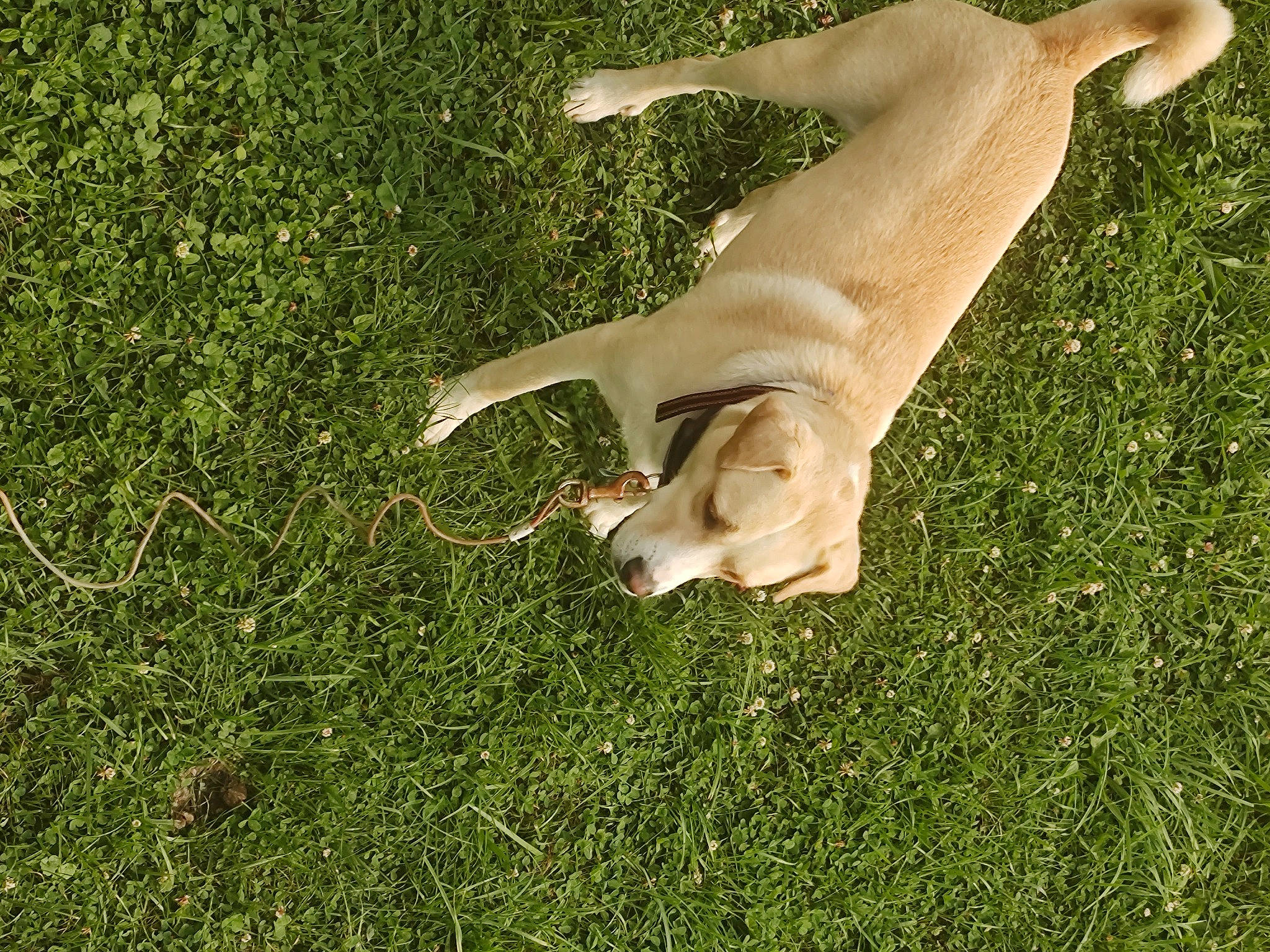 Bella is registered to the contest to win money with this photo: canidae, carnivore, companion_dog, dog, dog_breed, fawn, gesture, grass, grass_family, grassland, groundcover, human_leg, lawn, pasture, people_in_nature, plant, snout, sporting_group, tail, terrestrial_animal