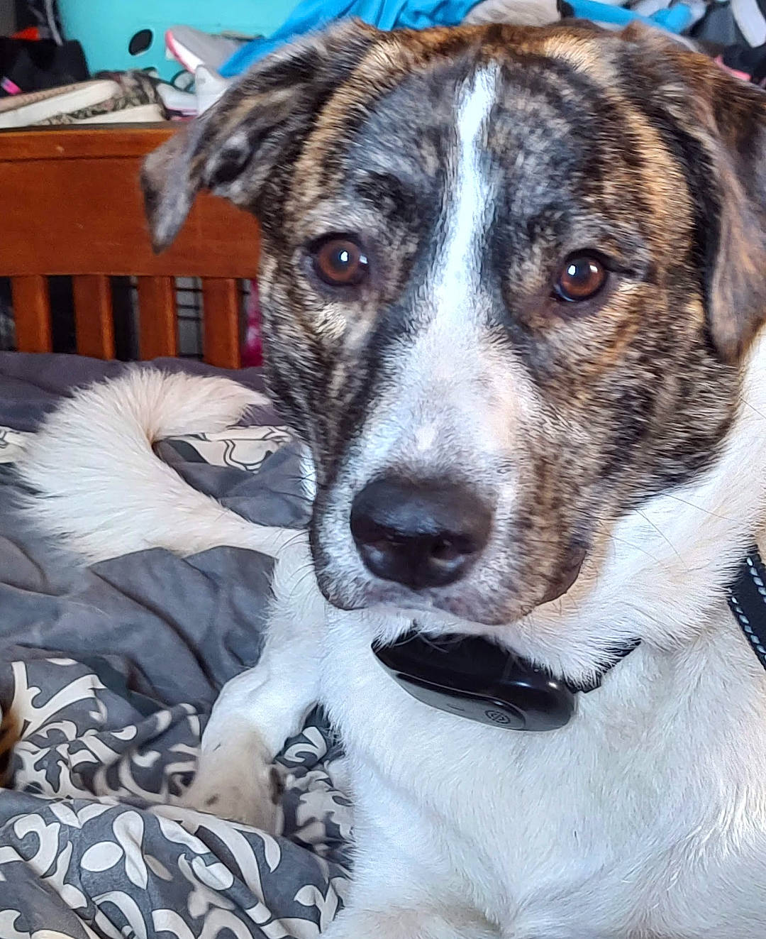 Bubbles is registered to the contest to win money with this photo: ancient_dog_breeds, canidae, carnivore, collar, companion_dog, dog, dog_breed, dog_collar, fawn, fur, guard_dog, leash, non_sporting_group, pet_supply, snout, sporting_group, street_dog, whiskers, working_animal, working_dog