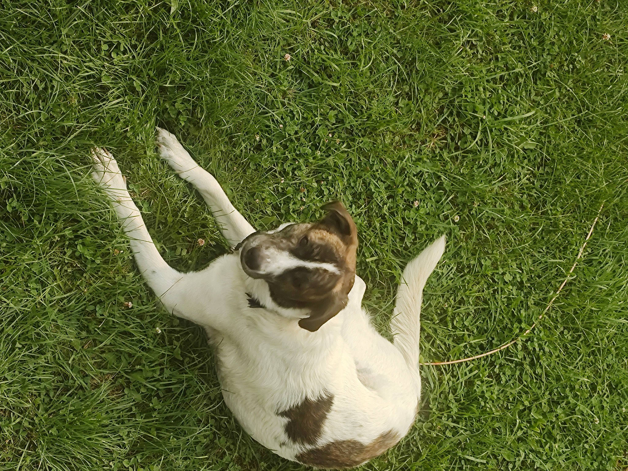 Bubbles is registered to the contest to win money with this photo: canidae, carnivore, collar, companion_dog, dog, dog_breed, fawn, felidae, grass, grass_family, grassland, paw, plant, small_to_medium_sized_cats, snout, sporting_group, tail, terrestrial_animal, whiskers, wildlife