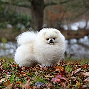 Neo Bushido participe au concours pour gagner de l'argent avec cette photo : dog, pomeranian, fluffy, white, autumn, leaves, forest, outdoor, nature, grass, pet, animal, cute, small_dog, fur, portrait, fall, tree, park, walking