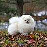 dog, pomeranian, fluffy, white, autumn, leaves, forest, outdoor, nature, grass, pet, animal, cute, small_dog, fur, portrait, fall, tree, park, walking