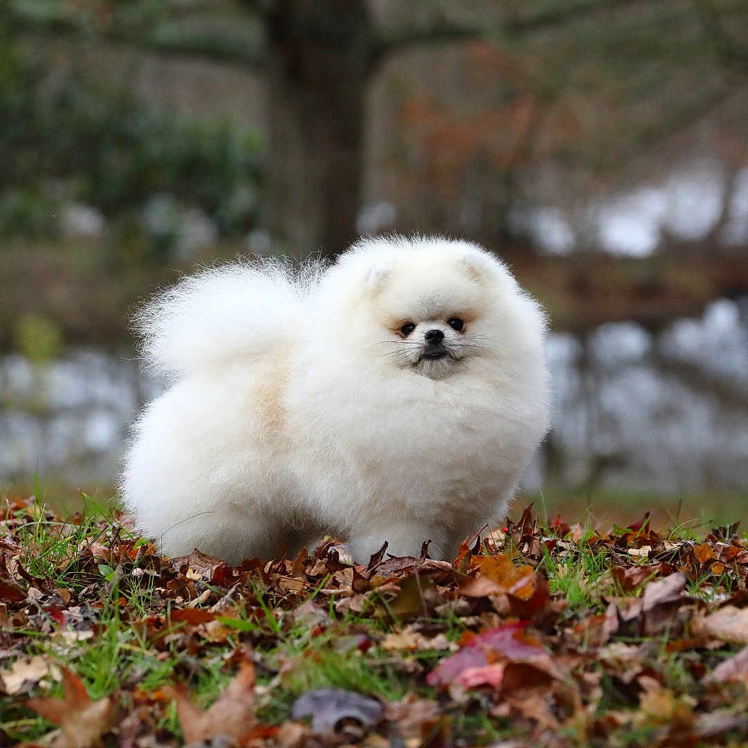 Neo Bushido participe au concours pour gagner de l'argent avec cette photo : dog, pomeranian, fluffy, white, autumn, leaves, forest, outdoor, nature, grass, pet, animal, cute, small_dog, fur, portrait, fall, tree, park, walking