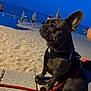 french_bulldog, dog, beach, sand, evening, twilight, leash, harness, water_bowl, pet, animal, outdoor, sea, sky, people, blurred_background, sitting, canine, companion, cute