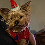 dog, small_dog, pet, christmas_hat, red_sweater, festive, cute, fur, ears, animal, indoor, person_holding, wristwatch, hand, face, portrait, domestic_animal, cozy, holiday, closeup