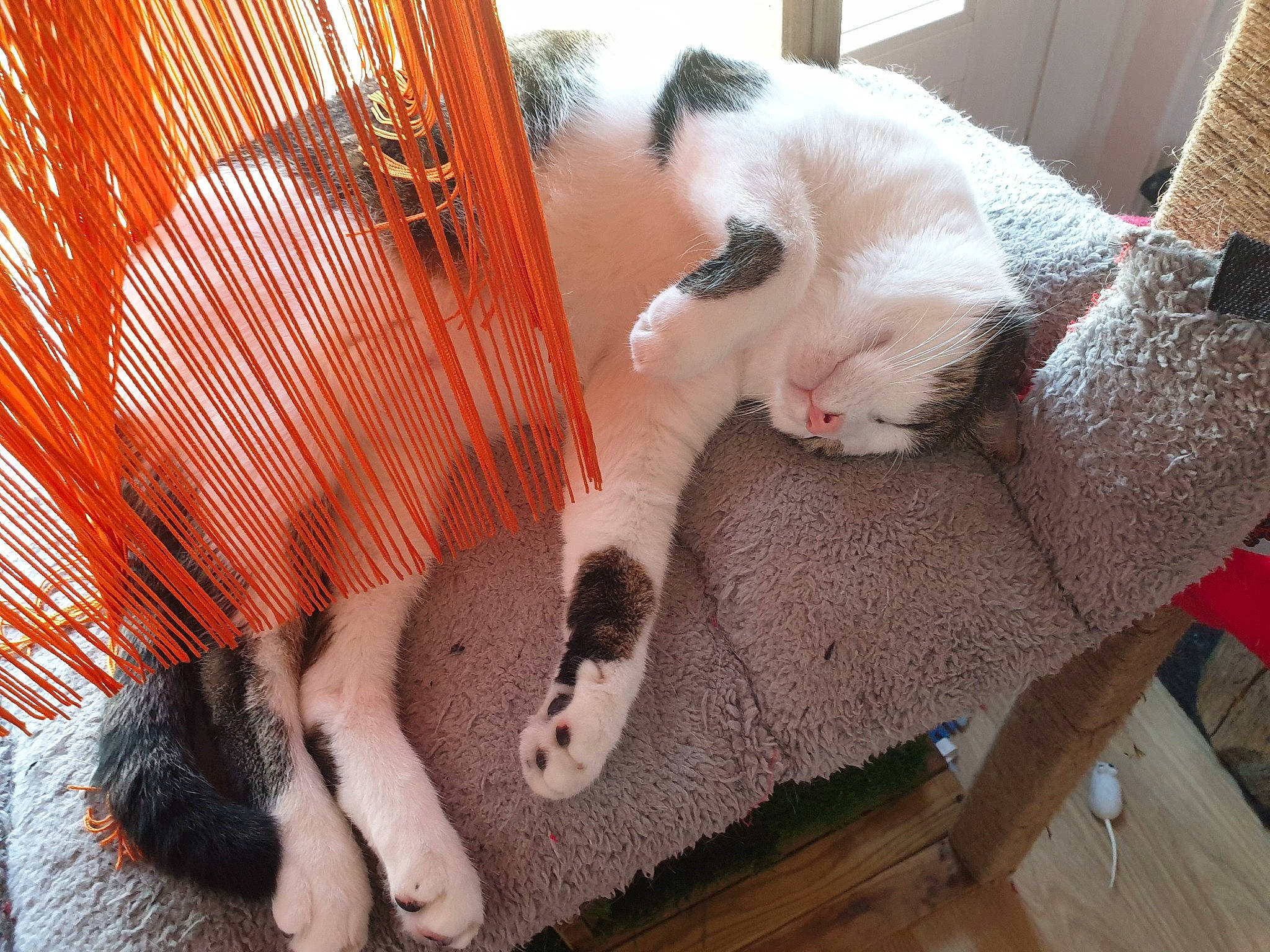 Diablo a rejoint le concours — aidez-le/la à gagner de superbes lots ! canidae, carnivore, cat, cat_supply, collar, comfort, companion_dog, domestic_short_haired_cat, fawn, felidae, fur, mammal, paw, pet_supply, small_to_medium_sized_cats, snout, tail, textile, whiskers, wood