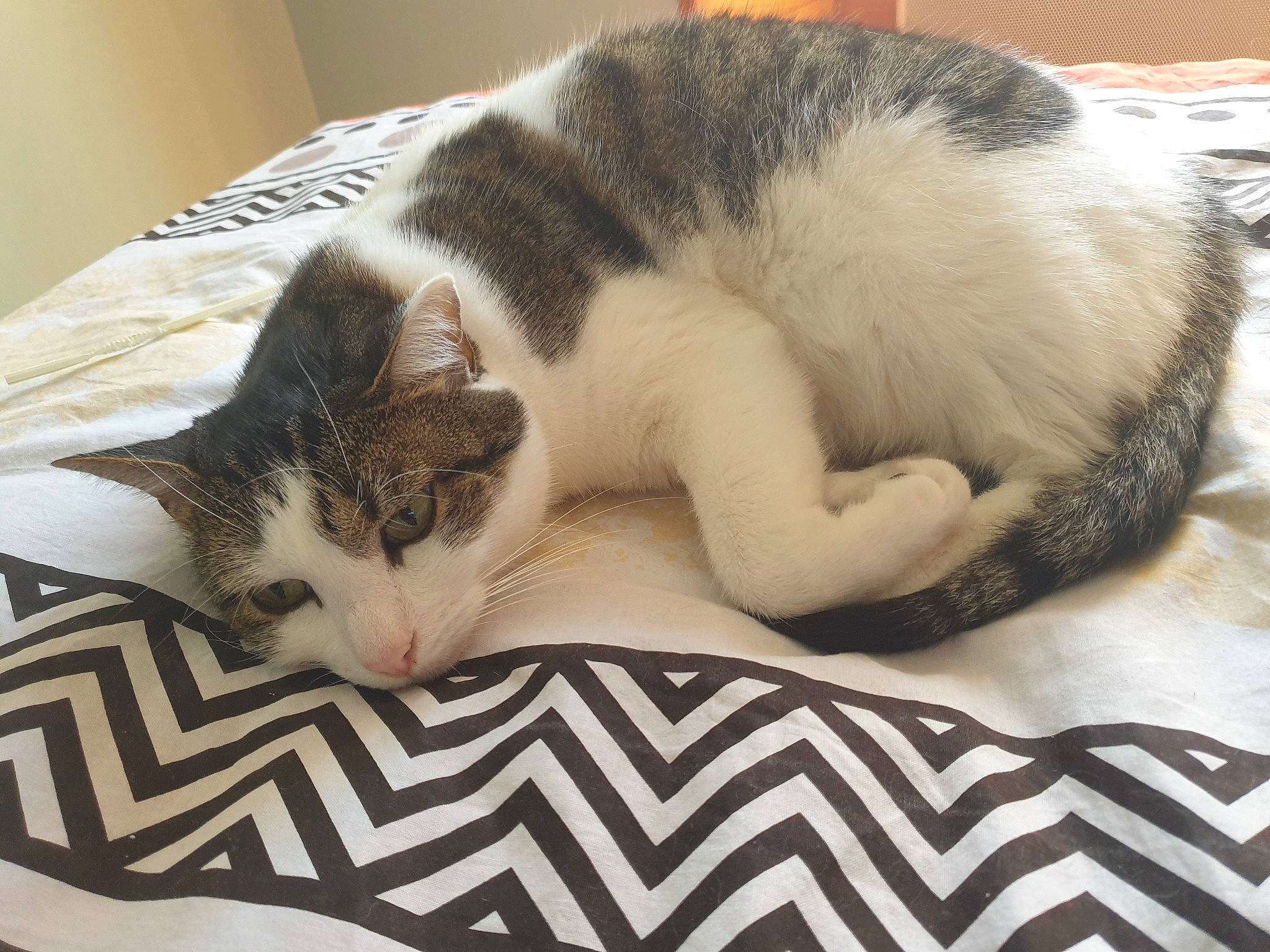 Diablo a rejoint le concours — aidez-le/la à gagner de superbes lots ! bed, bed_sheet, bedding, carnivore, cat, cat_supply, claw, comfort, domestic_short_haired_cat, felidae, fur, linens, nap, paw, sleep, small_to_medium_sized_cats, snout, tail, textile, whiskers