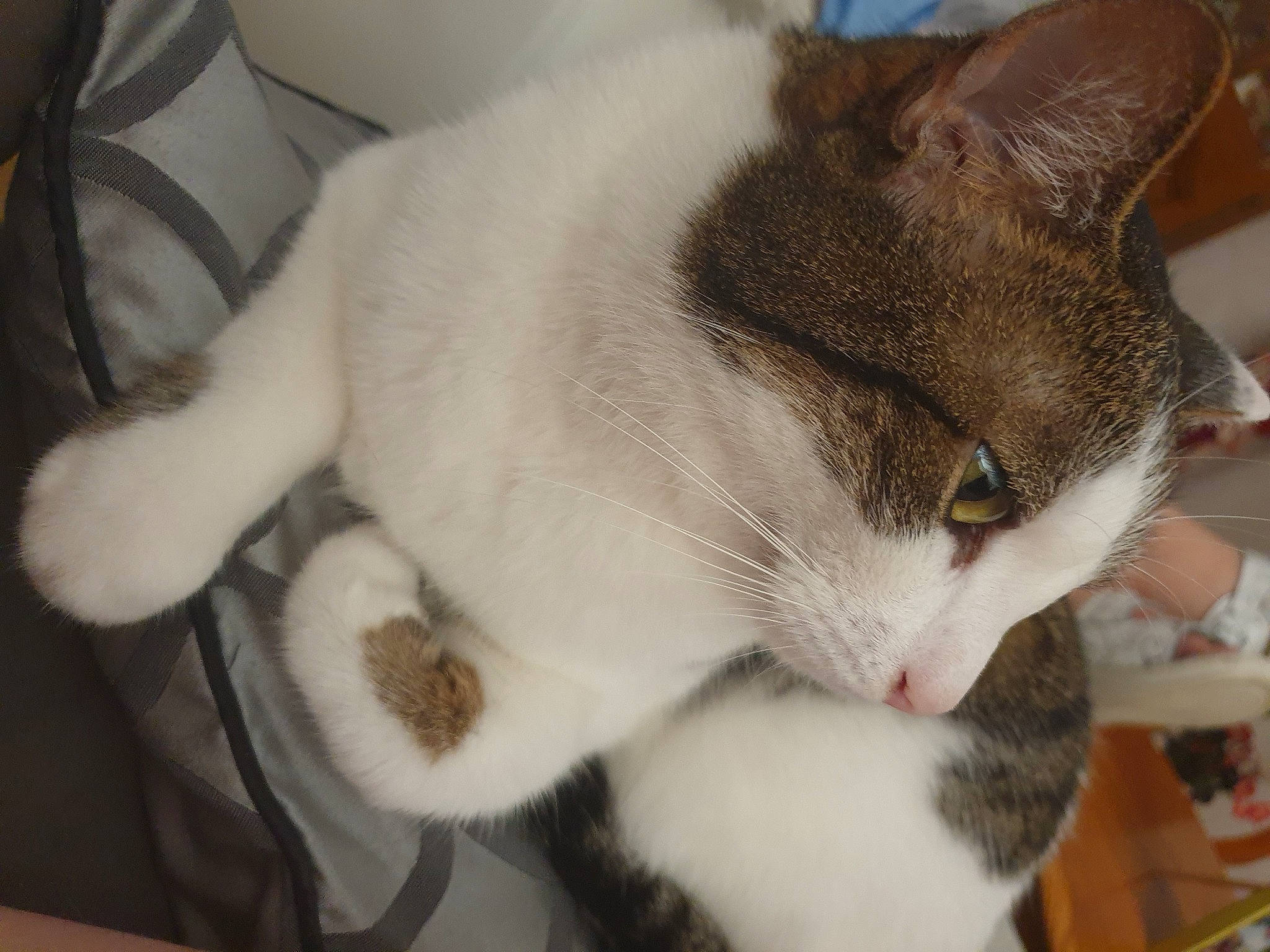 Diablo a rejoint le concours — aidez-le/la à gagner de superbes lots ! box, carnivore, cat, cat_furniture, cat_supply, claw, collar, comfort, domestic_short_haired_cat, felidae, fur, paw, pet_supply, small_to_medium_sized_cats, snout, tail, whiskers