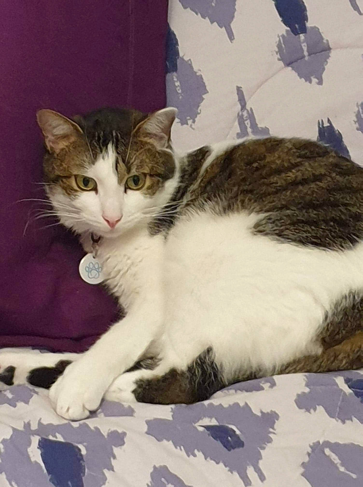 Diablo participe au concours pour gagner de l'argent avec cette photo : carnivore, cat, comfort, domestic_short_haired_cat, felidae, fur, mammal, paw, sitting, small_to_medium_sized_cats, snout, tail, vertebrate, whiskers