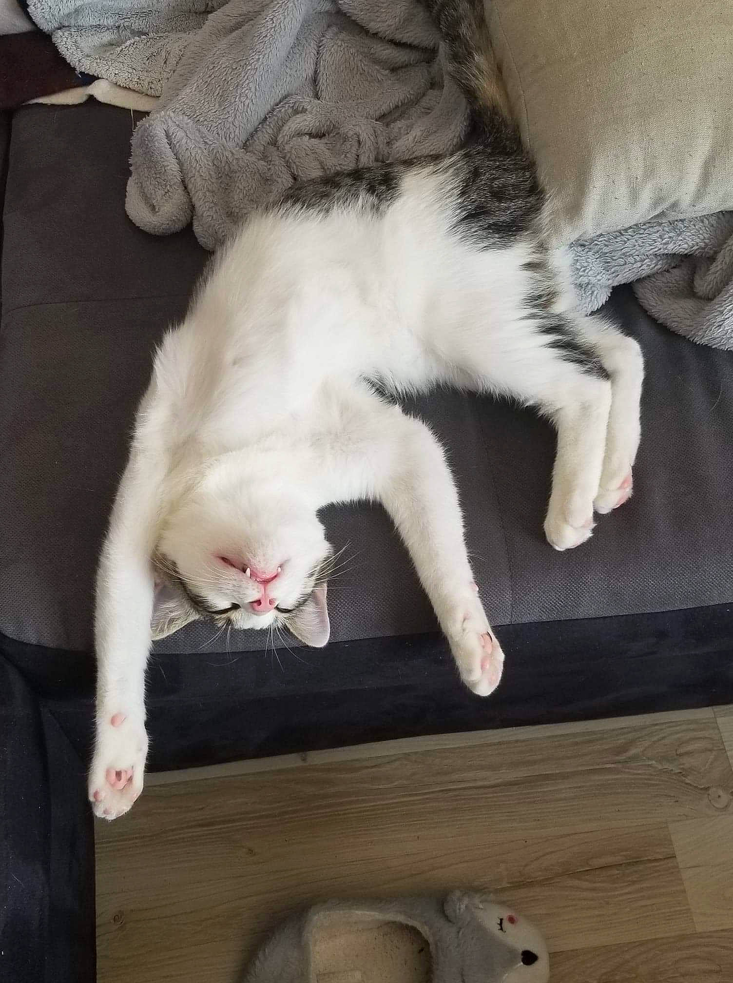 Ezio participe au concours pour gagner de l'argent avec cette photo : canidae, carnivore, cat, claw, comfort, companion_dog, domestic_short_haired_cat, felidae, fur, lap, mammal, nap, paw, small_to_medium_sized_cats, snout, tail, vertebrate, whiskers, white, wood