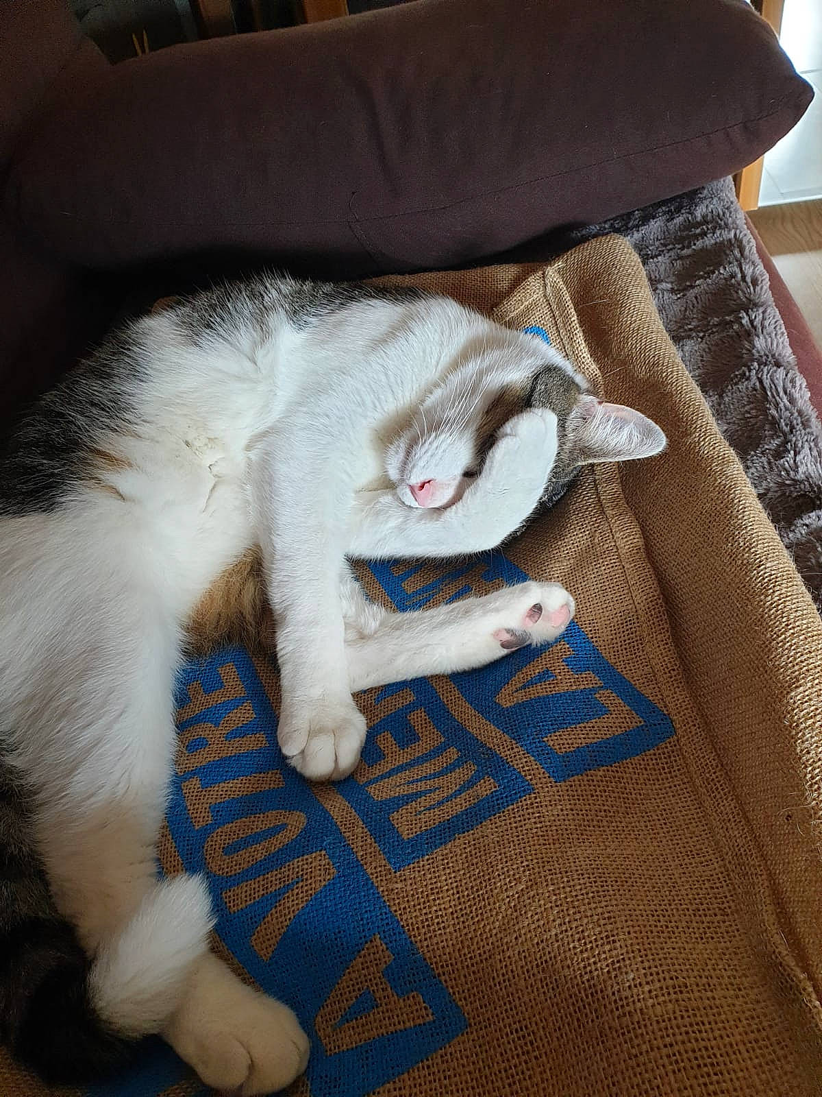 Ezio participe au concours pour gagner de l'argent avec cette photo : blanket, carnivore, cat, claw, comfort, domestic_short_haired_cat, fawn, felidae, fur, knitting, linens, pattern, paw, sleeve, small_to_medium_sized_cats, tail, whiskers, wool, woolen, woven_fabric