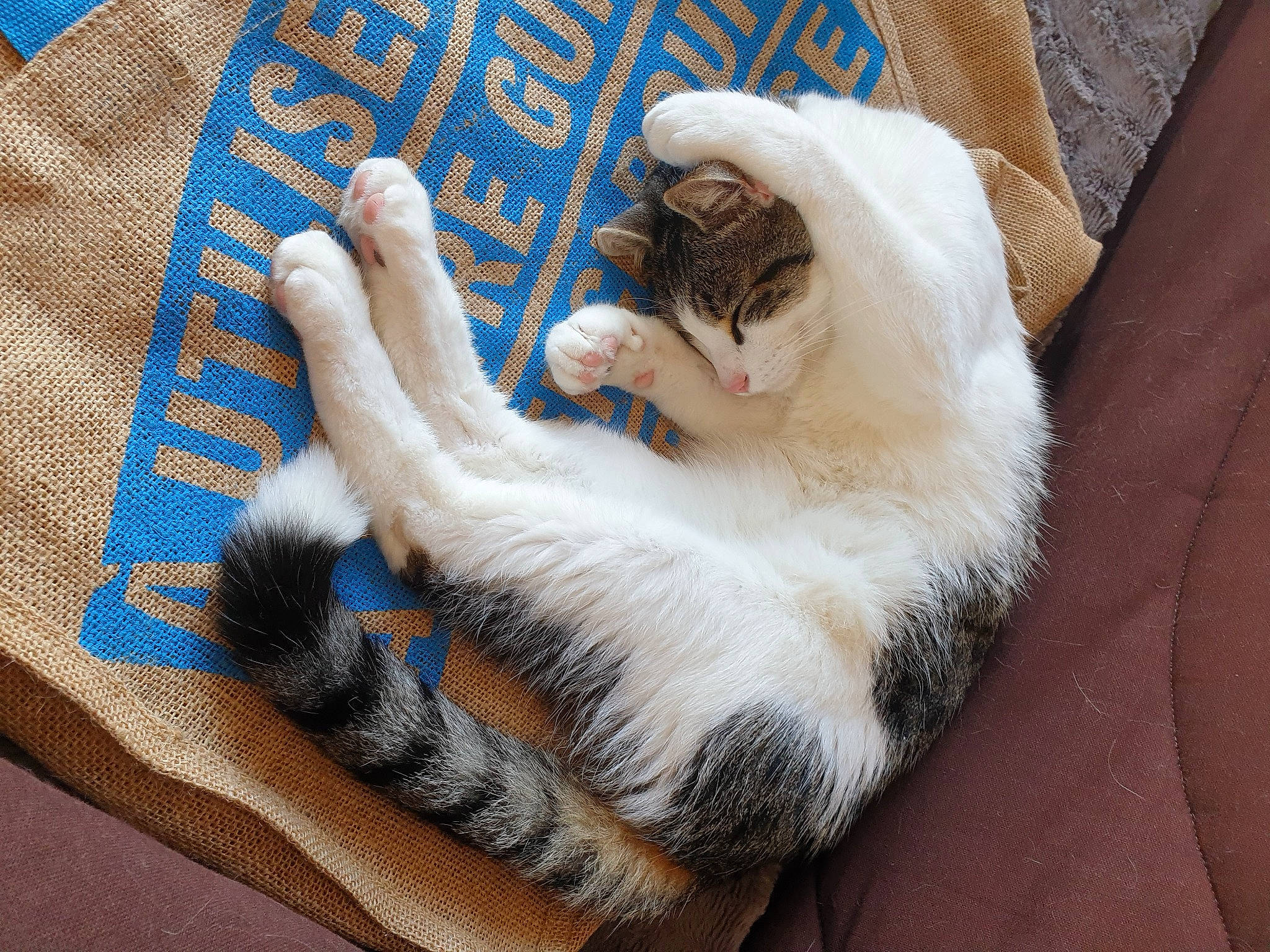 Ezio a rejoint le concours — aidez-le/la à gagner de superbes lots ! carnivore, cat, claw, comfort, domestic_short_haired_cat, fawn, felidae, fur, linens, nail, nap, pattern, paw, small_to_medium_sized_cats, tail, textile, whiskers, wood, wool, woven_fabric