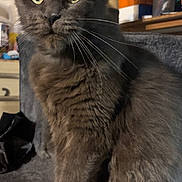 Lillie a rejoint le concours — aidez-le/la à gagner de superbes lots ! cat, gray_cat, fluffy, long_hair, sitting, portrait, pet, animal, whiskers, green_eyes, ears, indoor, home, furniture, cat_tree, cozy, fur, looking_at_camera, front_view, grumpy_expression