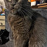 cat, gray_cat, fluffy, long_hair, sitting, portrait, pet, animal, whiskers, green_eyes, ears, indoor, home, furniture, cat_tree, cozy, fur, looking_at_camera, front_view, grumpy_expression
