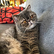 Marcel a rejoint le concours — aidez-le/la à gagner de superbes lots ! cat, couch, cozy, cushion, domestic_animal, eyes, face, feline, fluffy, fur, furniture, gray_cat, home, indoor, living_room, pet, red_cushion, relaxing, sofa, whiskers