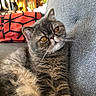 cat, couch, cozy, cushion, domestic_animal, eyes, face, feline, fluffy, fur, furniture, gray_cat, home, indoor, living_room, pet, red_cushion, relaxing, sofa, whiskers