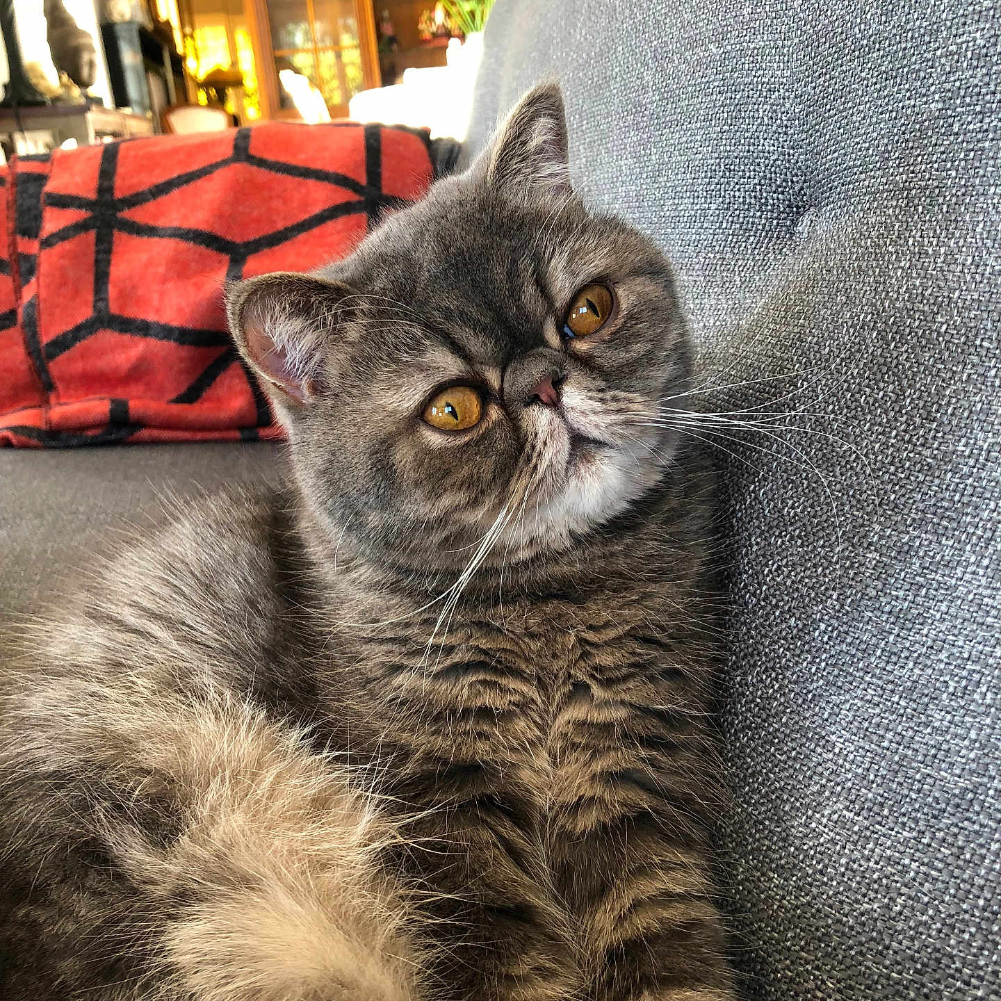 Marcel