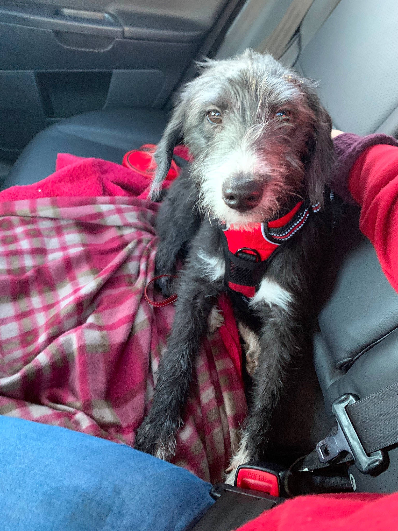 Remus joined the competition — help win amazing prizes! briquet_griffon_vendeen, canidae, car_seat, carnivore, companion_dog, dog, dog_breed, goldendoodle, hunting_dog, irish_wolfhound, mammal, petit_basset_griffon_vendeen, scottish_deerhound, spinone_italiano, sporting_group