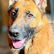 Louna a rejoint le concours — aidez-le/la à gagner de superbes lots ! dog, german_shepherd, pet, animal, canine, portrait, fur, ears, tongue, smiling, friendly, indoors, closeup, mammal, domestic_animal, cute, looking_at_camera, happy, brown_fur, black_nose