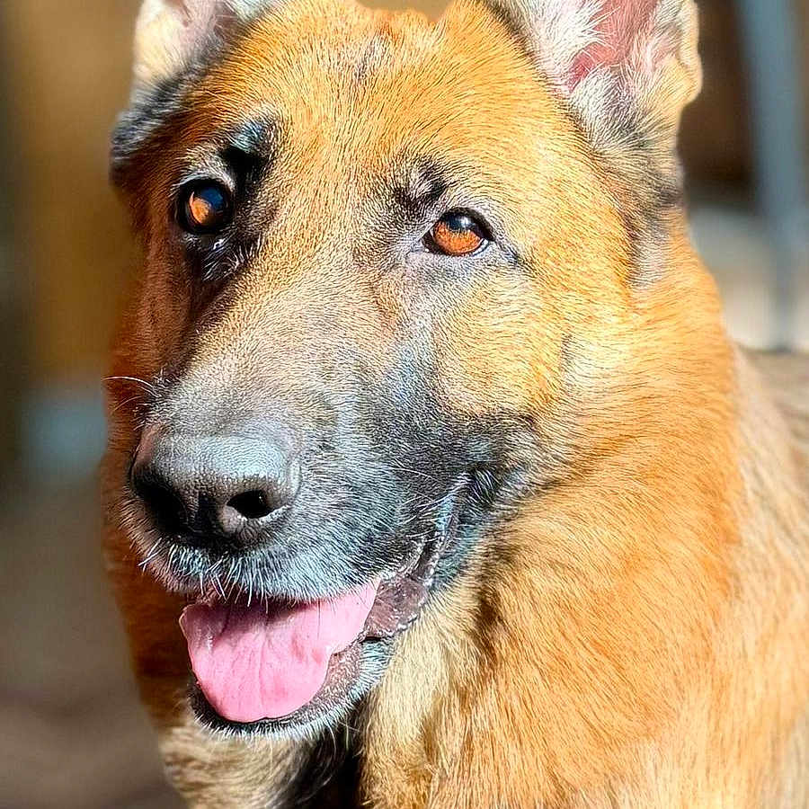 Louna a rejoint le concours — aidez-le/la à gagner de superbes lots ! dog, german_shepherd, pet, animal, canine, portrait, fur, ears, tongue, smiling, friendly, indoors, closeup, mammal, domestic_animal, cute, looking_at_camera, happy, brown_fur, black_nose