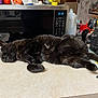 Skittles is registered to the contest to win money with this photo: appliance, black_cat, close_up, container, countertop, cozy, fur, household, indoor, keys, kitchen, microwave, nap, reflection, relaxed, shadow, sleeping, sprawled, toaster, whiskers