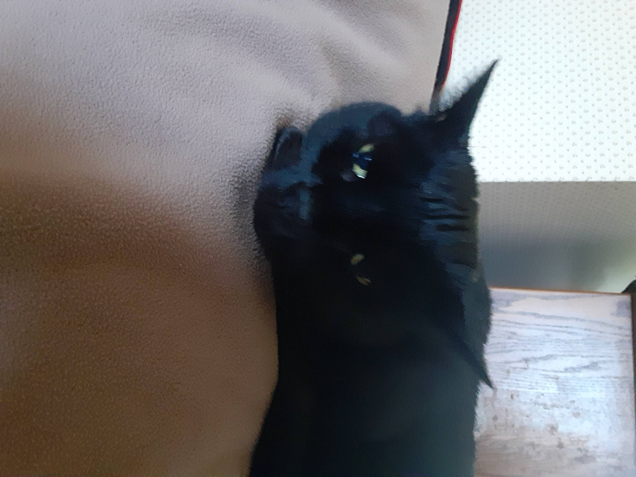 Skittles is registered to the contest to win money with this photo: black_cat, bombay, carnivore, cat, dog_breed, domestic_short_haired_cat, dress, ear, electric_blue, eye, felidae, formal_wear, fur, gesture, head, small_to_medium_sized_cats, snout, tail, terrestrial_animal, whiskers