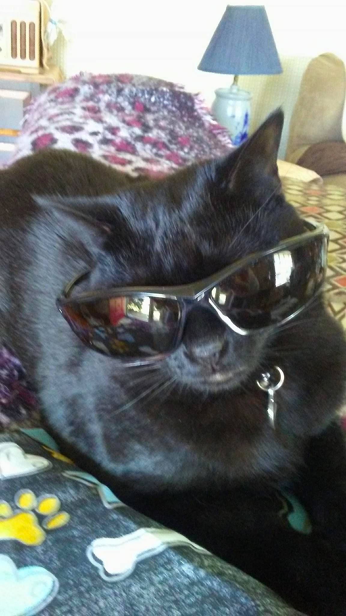 Skittles is registered to the contest to win money with this photo: black_cat, bombay, carnivore, cat, claw, comfort, domestic_short_haired_cat, eyewear, felidae, fur, grey, lamp, linens, mammal, small_to_medium_sized_cats, snout, terrestrial_animal, textile, vertebrate, whiskers