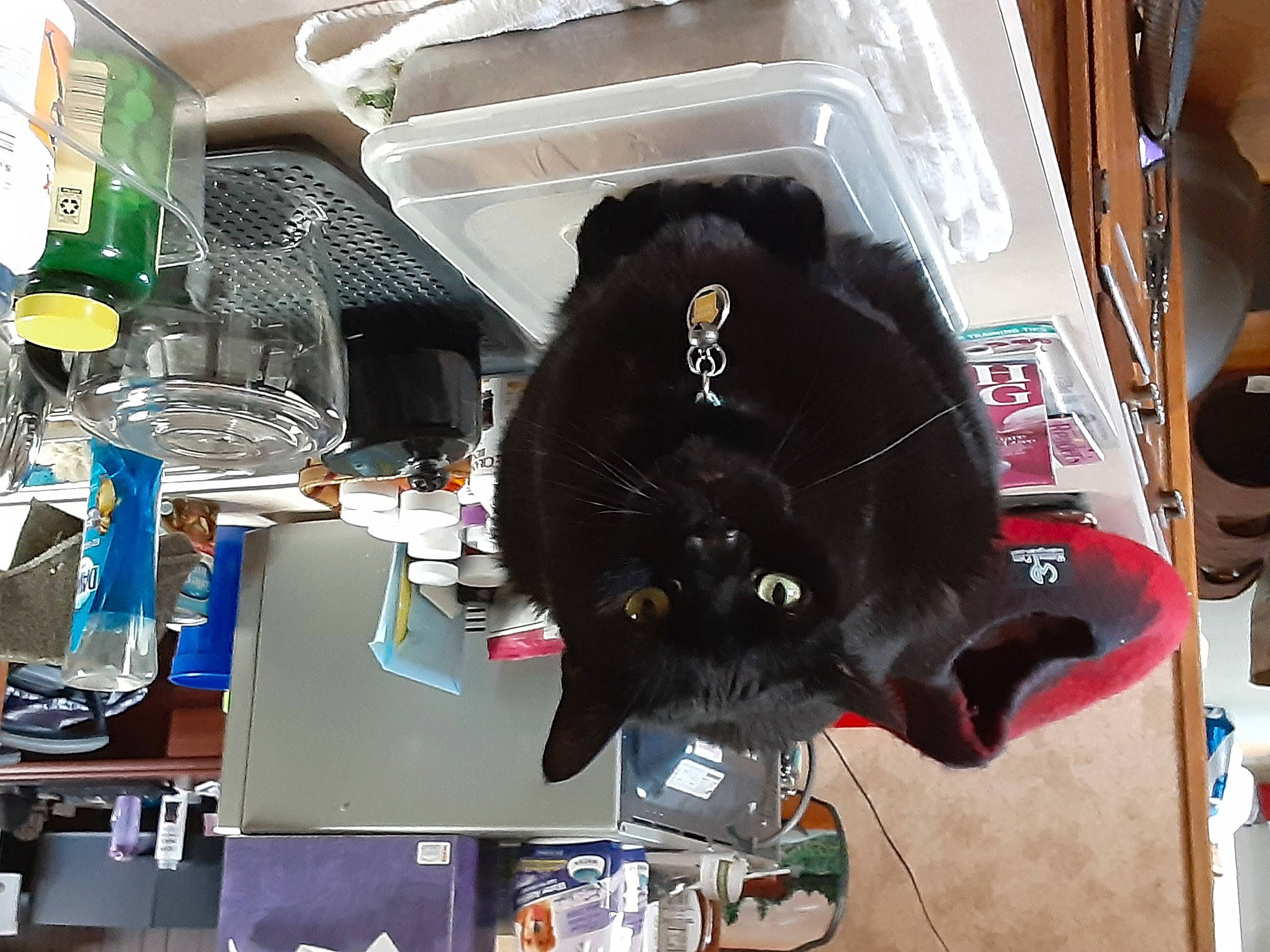 Skittles joined the competition — help win amazing prizes! audio_equipment, black_cat, bombay, carnivore, cat, computer_component, computer_hardware, costume, domestic_short_haired_cat, fashion_accessory, felidae, fur, hat, personal_protective_equipment, room, small_to_medium_sized_cats, snout, whiskers